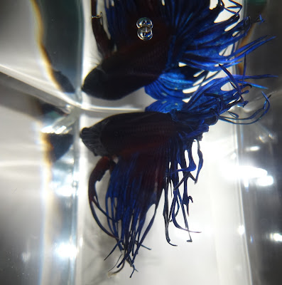 crowntail betta