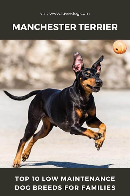 Manchester Terrier