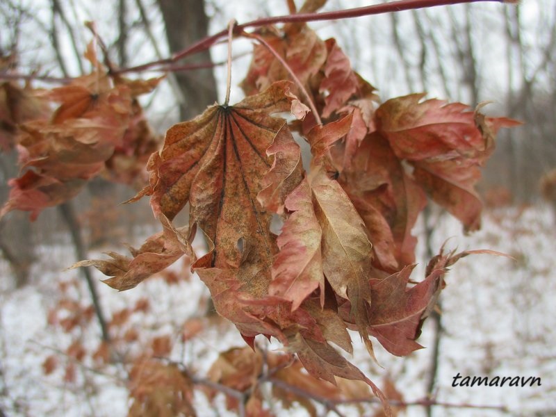 Клён ложнозибольдов (Acer pseudosieboldianum)