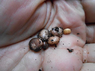 Subterranean yabumame seeds(Amphicarpea edgeworthiii)