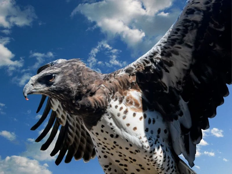 Las aves como las águilas podrían crecer más, mientras los mamíferos se encogen