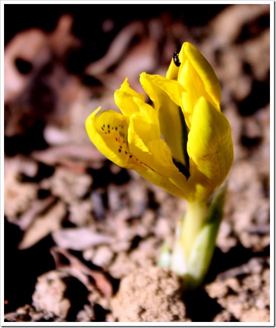 Ирис réticulata danfordiae