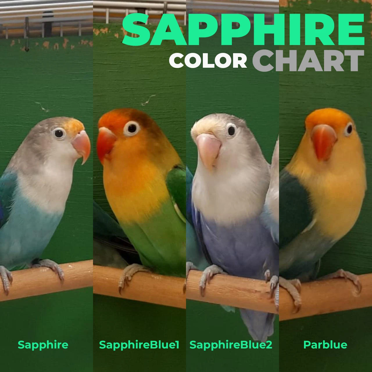 Lovebirds Sapphire Mutation