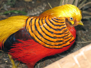 Golden Pheasant