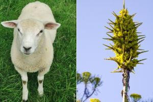 Βρετανία:Άνθισε φυτό που τρώει πρόβατα