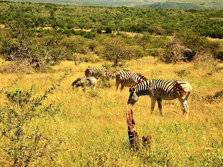 Zebras -Hluhluve-Imfoloza Game Reserve Richards Bay South Africa