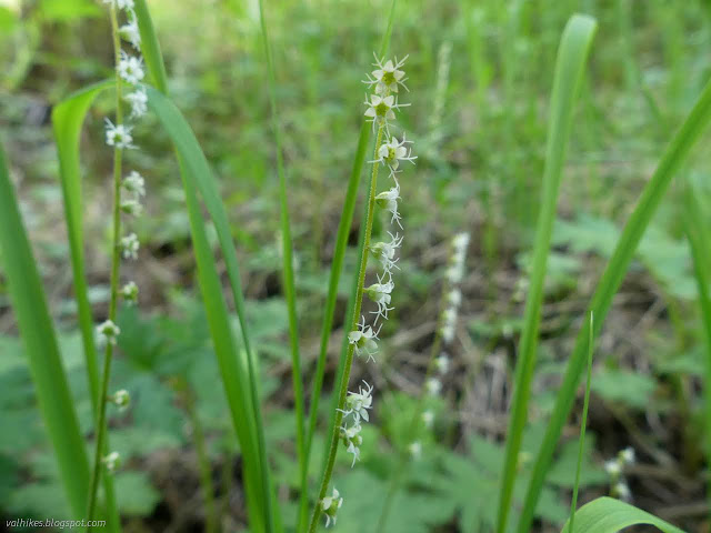 21: tiny white flowers