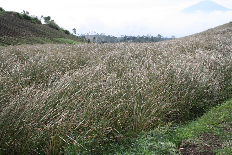 Agribisnis Akar Wangi Haris Fatori Aldila