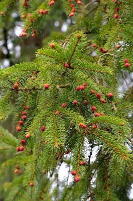 Rötlich leuchtende Fichtenblüten hängen in Fülle an Fichtenästen.