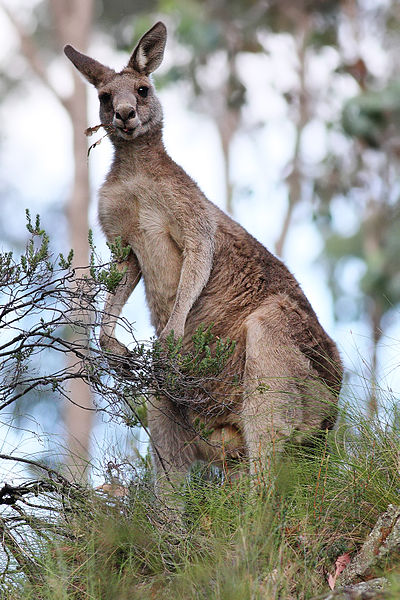Informasi Tentang Kanguru Fauna  Gue