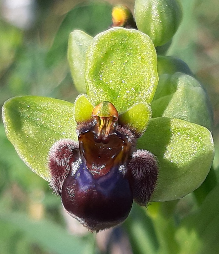 Ophrys bombyliflora