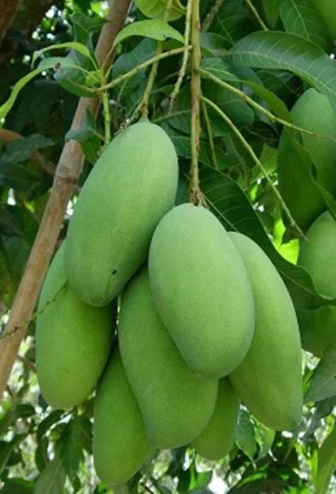 bibit mangga golek super genjah ready stok Banua Lawas