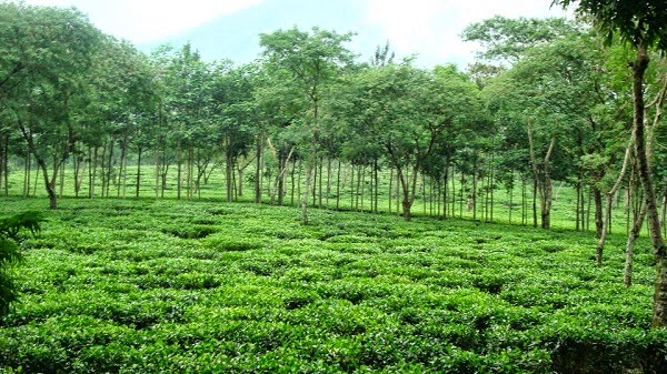 Hasil gambar untuk kebun teh wonosari malang