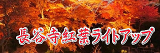  長谷寺紅葉ライトアップ