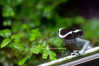 animals, aquarium, birds, colorful, conservation, elephant, fish, flamingos, frogs, national zoo, pet photographer, pet photography, photoblog, turtles, Virginia photographer, washington dc, 100mm f/2.8 Macro, macro photography, canon, 