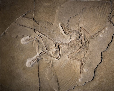 Penemuan ini telah menyatukan Archaeopteryx sbg bentuk peralihan antara dinosaurus non Spesies Baru Archaeopteryx Ini, Peralihan Dinosaurus Ke Burung