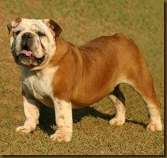 DIEGO KELLY BULLDOG - AVO DO BONNIE