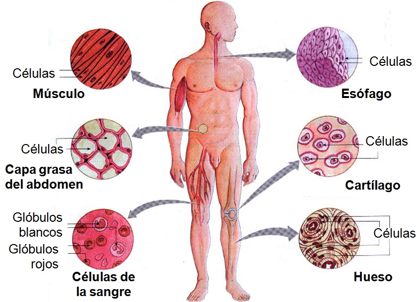 Resultado de imagen de células del cuerpo humano