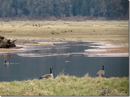 Pair of Geese, Mallard and Bufflehead
