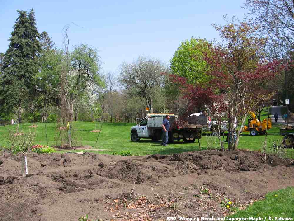 weeping japanese maple varieties. weeping japanese maple