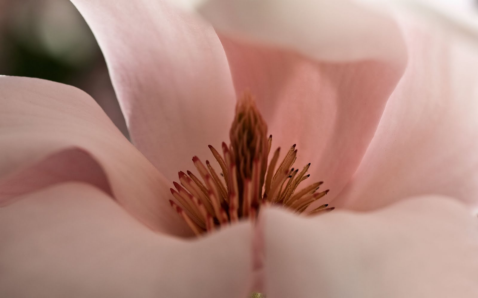 Magnolia Flower Wallpaper