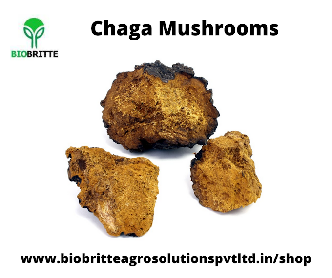 Chaga mushrooms for sale | mushroom farming | mushroom cultivation | medicinal mushrooms | reishi mushrooms |