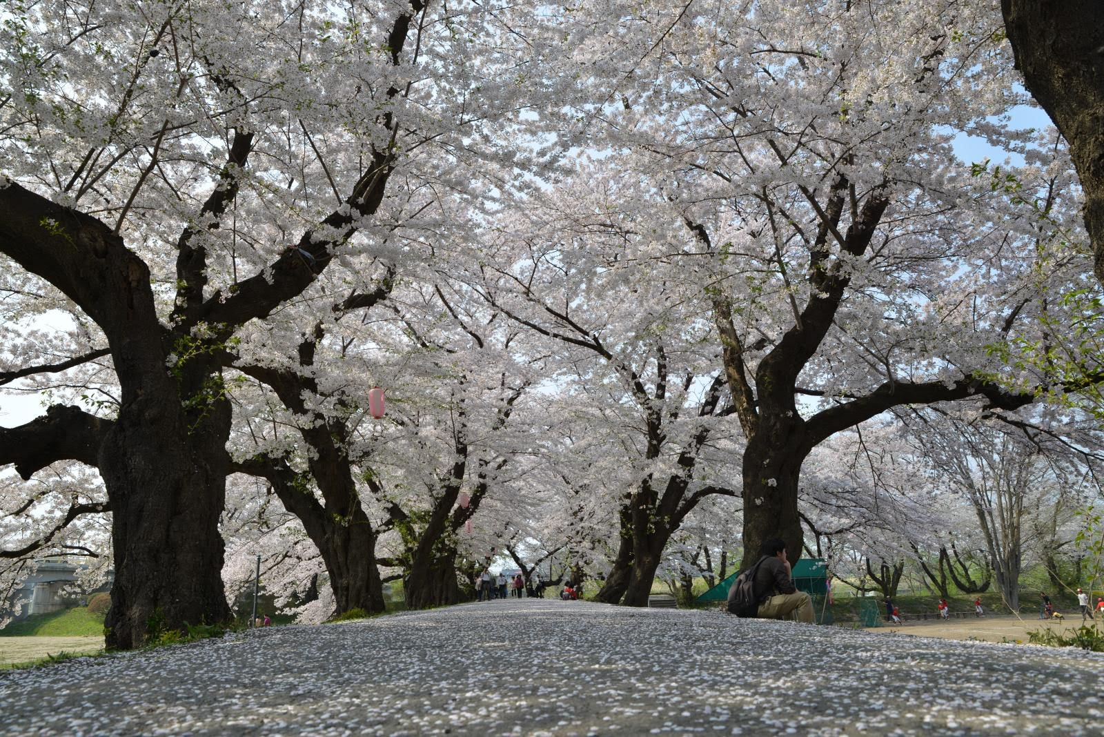 Pochieh 岩手 北上展勝地vs 盛岡冷麵