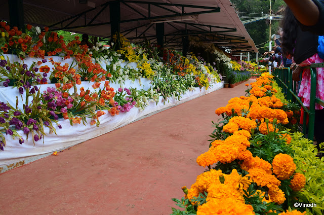 OOTY FLOWER SHOW 2017