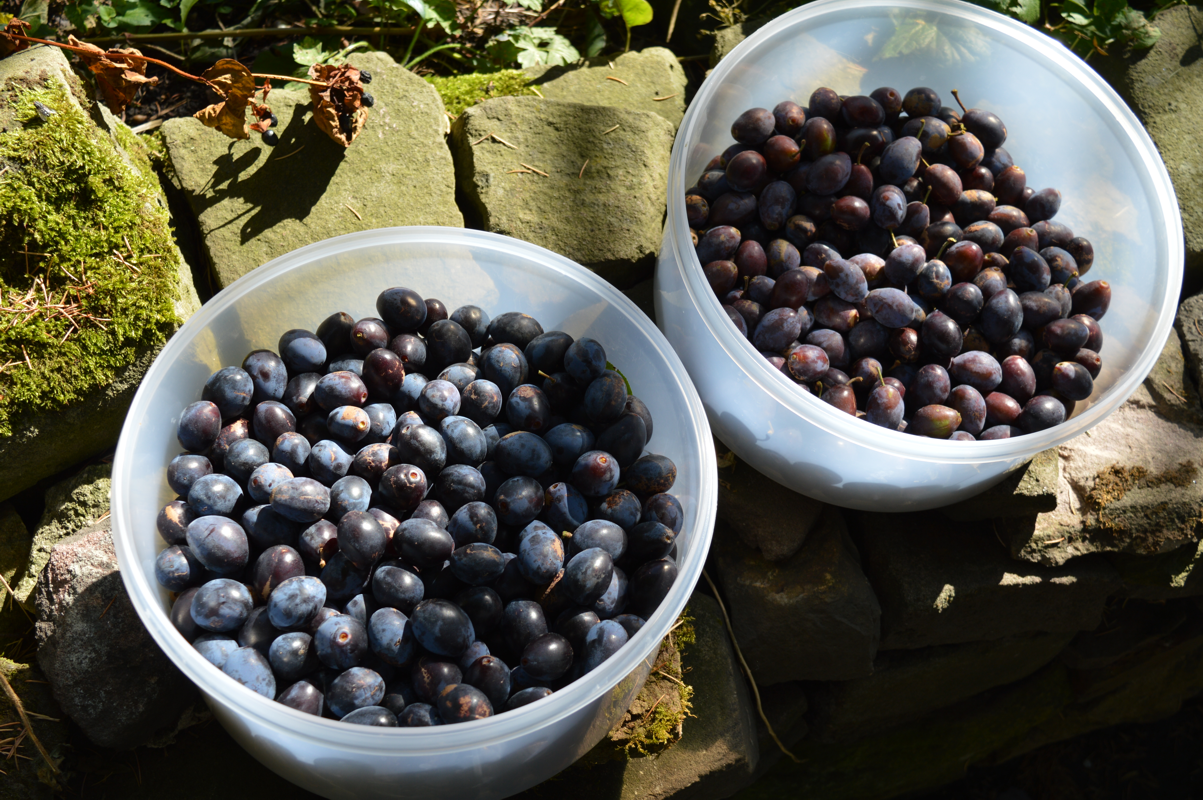 Bullace plums from the Turnditch orchard.