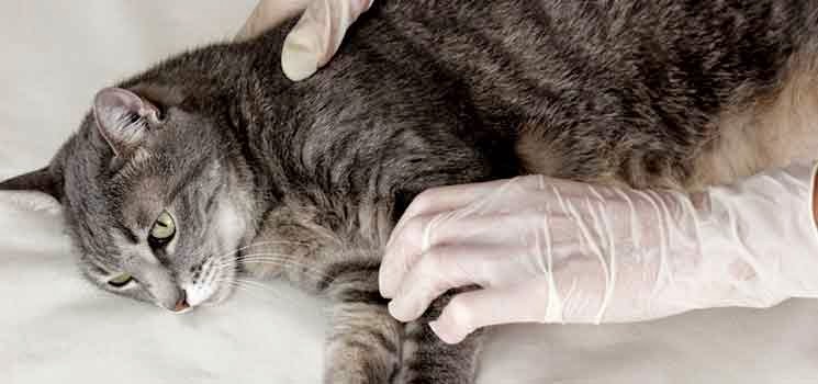 Bagaimana Merawat Kucing Yang Cirit-Birit  Alam Kucing