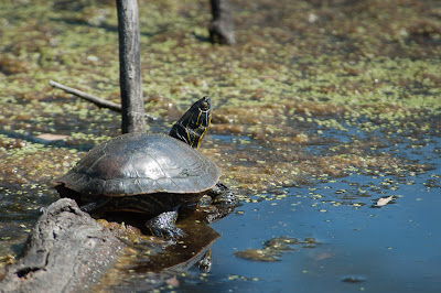 Western Painted Turtle, Kountze Lake