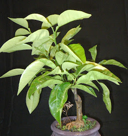 Lemon Bonsai, fall 2010  - Bear's Lime_variety