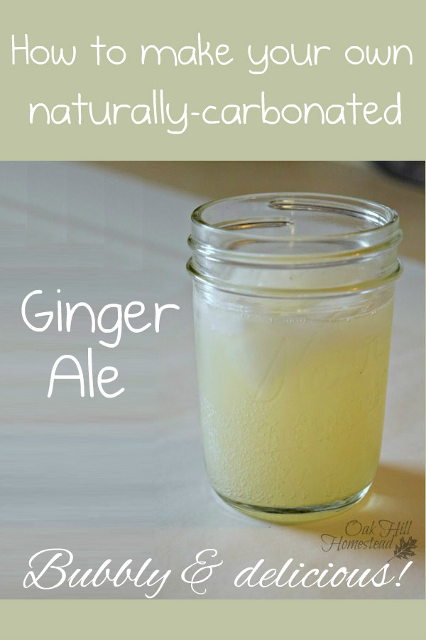 How to Make Naturally-Carbonated Ginger Ale - Oak Hill Homestead