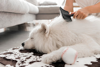 Grooming tips - How to Brush Your Dog