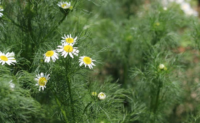 Mayweed Flowers Pictures