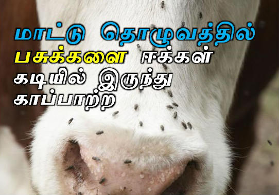 மாட்டு தொழுவத்தில் பசுக்களை ஈக்கள் கடியில் இருந்து காப்பாற்ற 