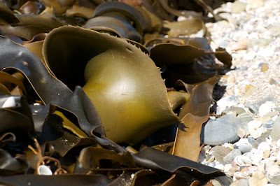 Kelp (Macrocystis sp)