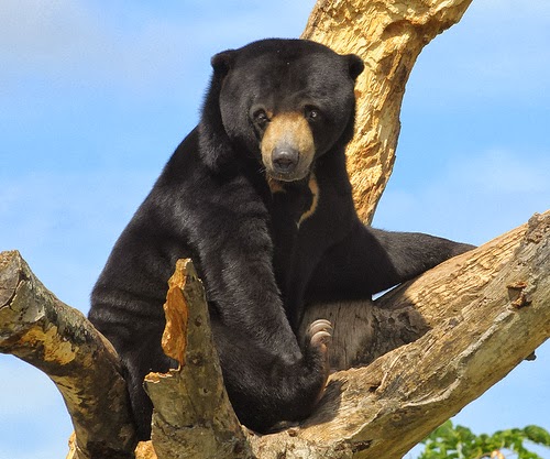 Yulianti Teks Laporan Binatang Beruang Madu 
