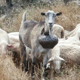 ΜΠΑΜΠΙΝΗ: Mια γίδα αρχηγός στα πρόβατα…