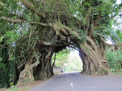 Pohon berlubang Pohon paling unik dan aneh di indonesia