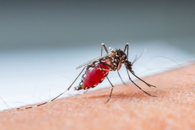 dengue symptoms in hindi- डेंगू ठीक करने का घरेलू उपाय 