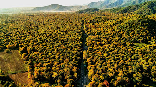 Paisaje bosque verde visto desde el cielo