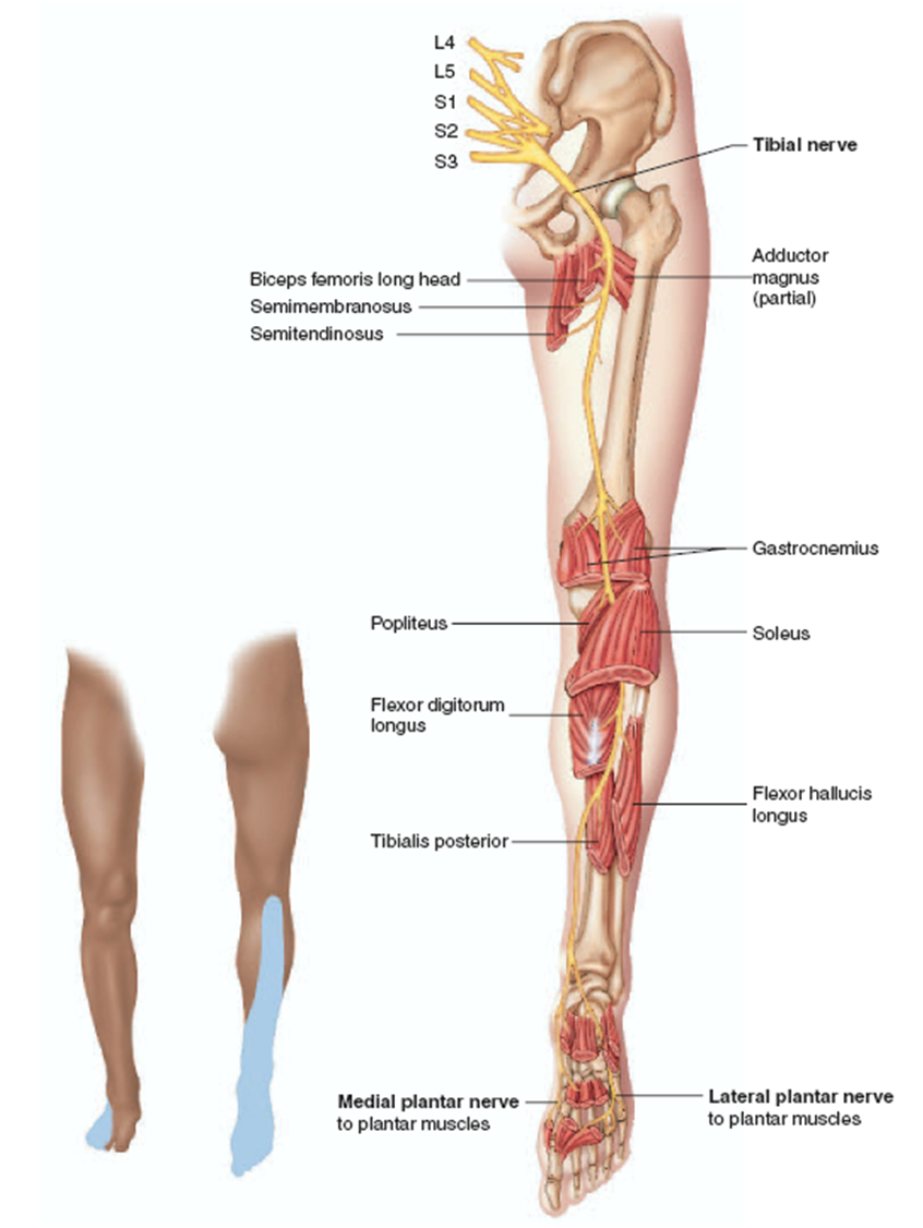Adapted from Seeley-Stephens-Tate, Anatomy and Physiology, 2003)-3.bp.blogspot.com