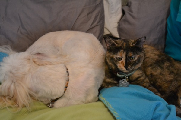 Kip & Stella