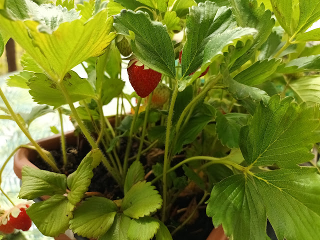 Fresones (Fragaria x ananassa). Fructificación.