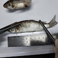   Kepala BB KIPM Makassar: Ikan Dari Laut Selayar Aman Untuk Dikonsumsi