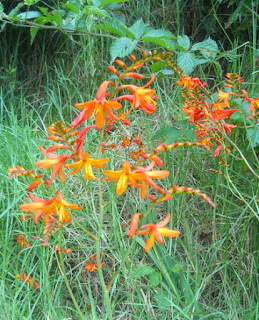 Waimea Canyon State Park Wild flowers orange