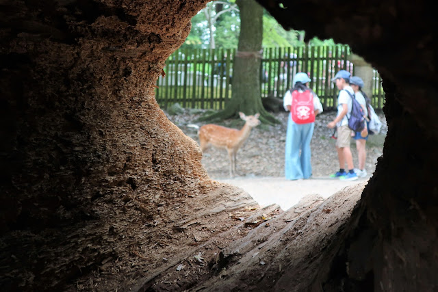 奈良公園 鹿