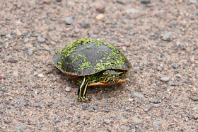 portrait of a painted turtle