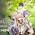 A Couple of Cuckoos Season 2 (Hindi Subbed) | Complete Anime Series